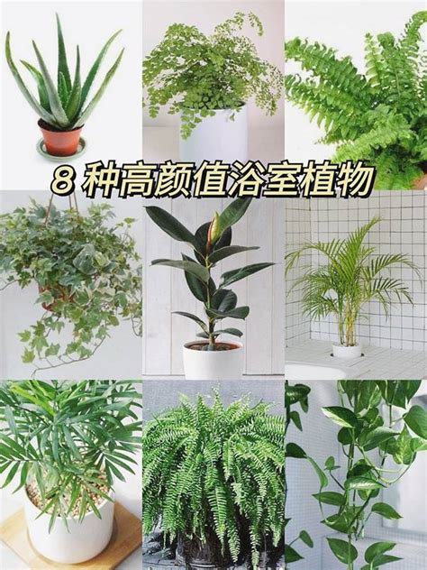 適合放在浴室的植物|浴室也能綠意盎然！6種高效浴室植物淨化空氣 